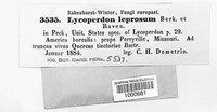 Lycoperdon leprosum image